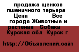 продажа щенков пшеничного терьера › Цена ­ 35 000 - Все города Животные и растения » Собаки   . Курская обл.,Курск г.